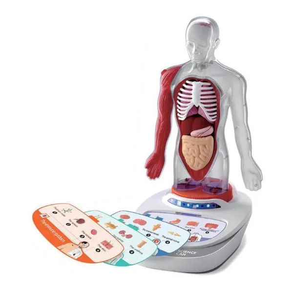 Ciencia mi cuerpo humano educativo con audio