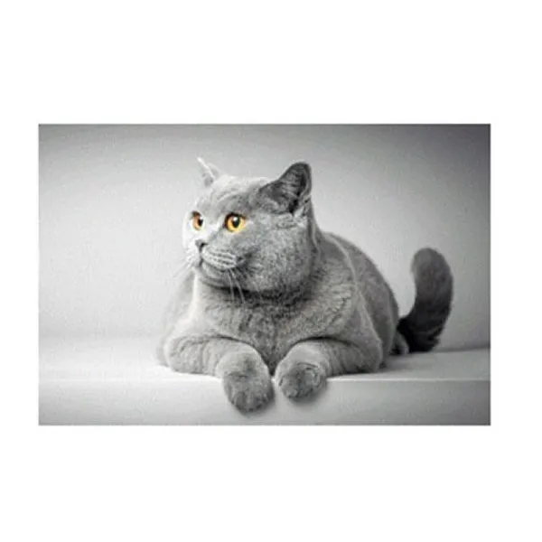 Puzzle 1000 pzas gato de pelo corto (100-296)