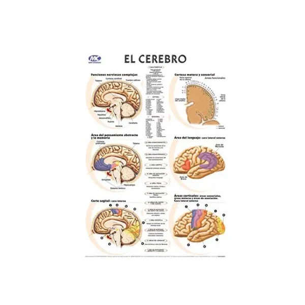 Laminas m.c.n.° 5 anatomia 24 x35 cmx 10 unid.