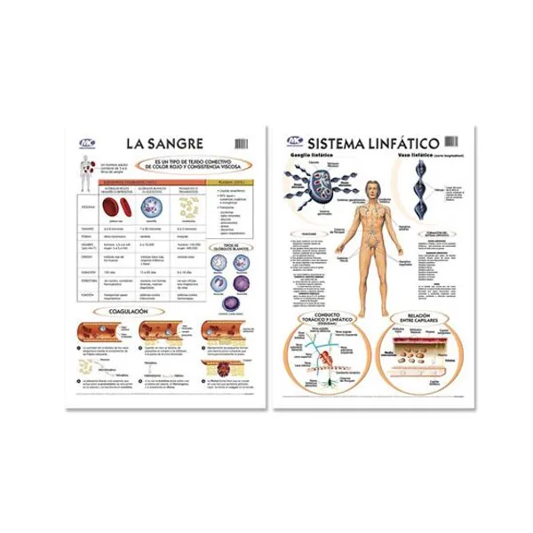 Laminas m.c.50 x70 lam. d/f con var. s. linfatico-la sangre