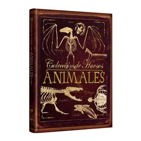 Colección de huesos animales 30 23 cm