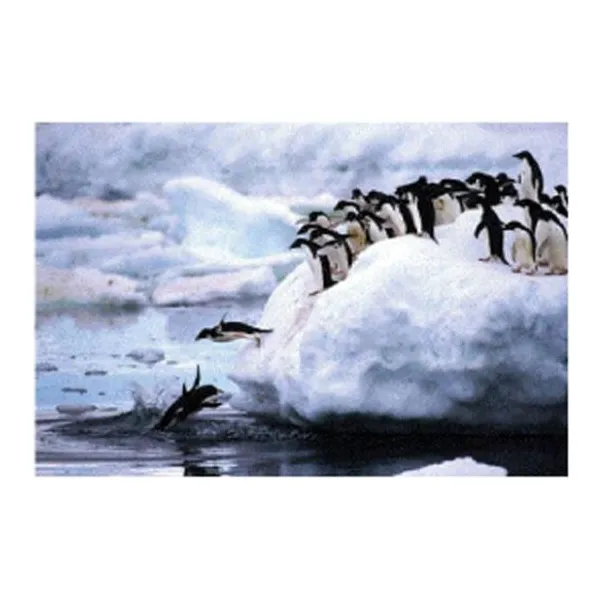 Puzzle 1500 pzas pinguinos (150-033)